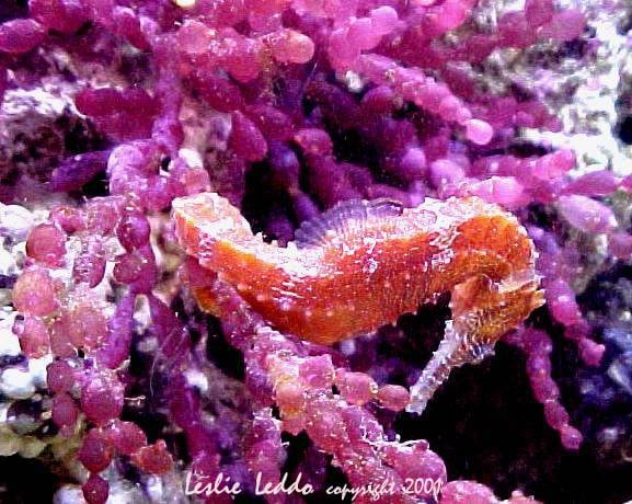 Pink / Red Seahorse