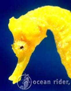 gigante yellow seahorse