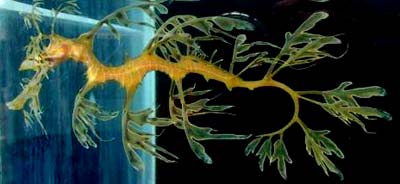 Endangered Leafy Seahorse Birth