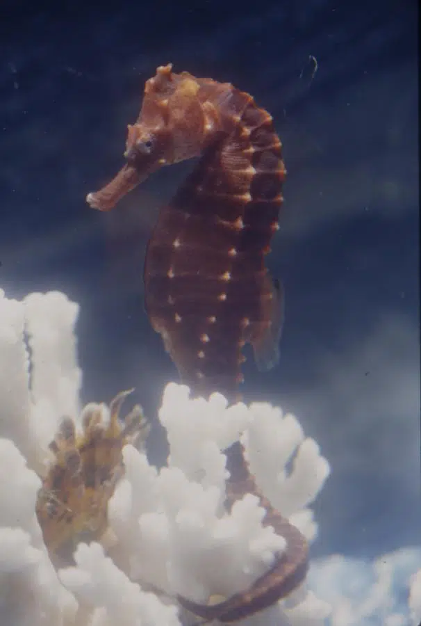 brown seahorse
