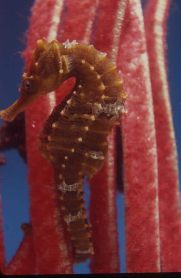 Brown on Red Seahorse