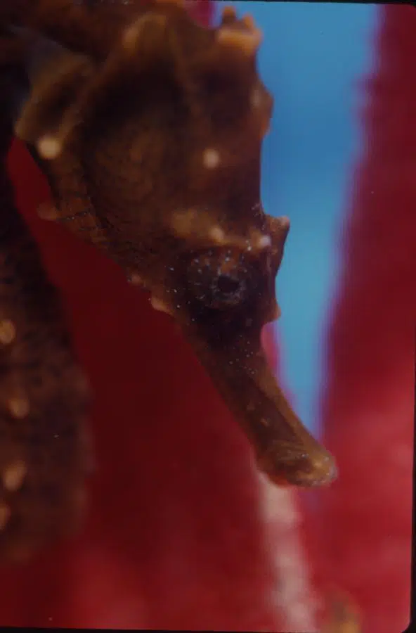 Seahorse Close Up