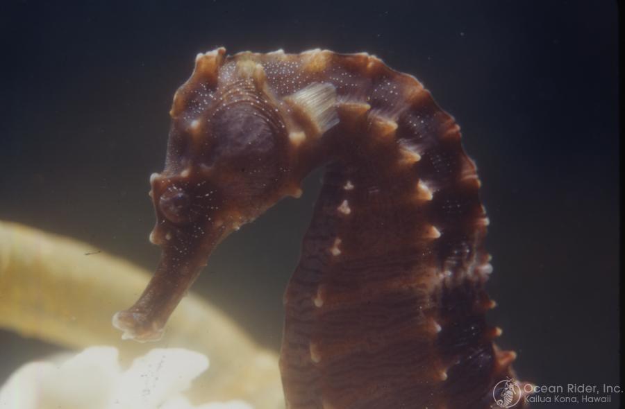 Seahorse Brown