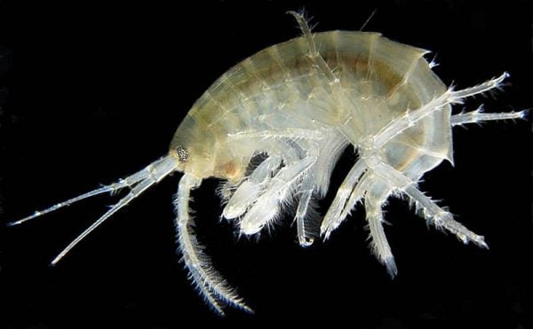 Amphipods (Green Iron Horse Feed) Grammarus Sp