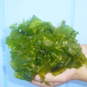 Green Sea Lettuce - Ulva lactuca