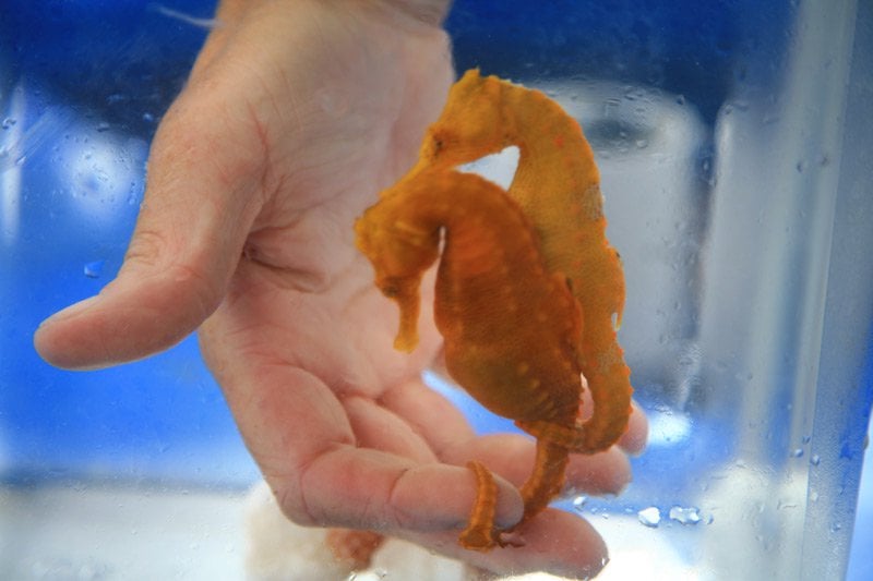 Orange Large Seahorse In Hand