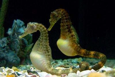 Potbelly Seahorse