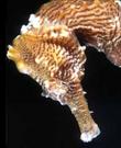 Mustang Colony (Seahorse Colony with  4  Mustangs, Vibrance, free shipping)