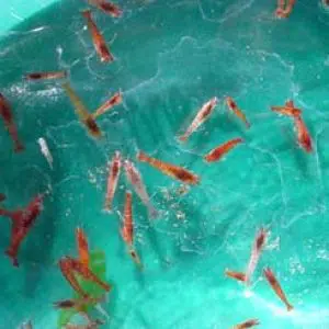 100 Live Red Shrimp Found Only in Hawaii