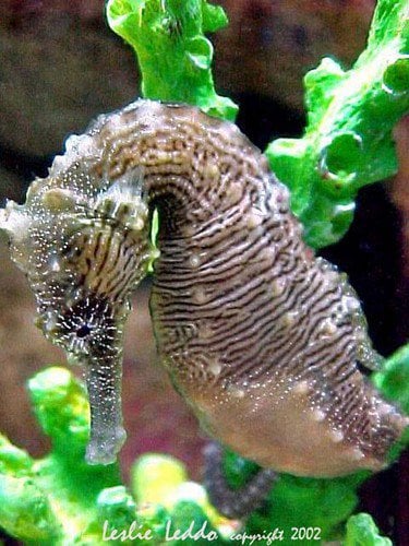 Seahorse Green Coral