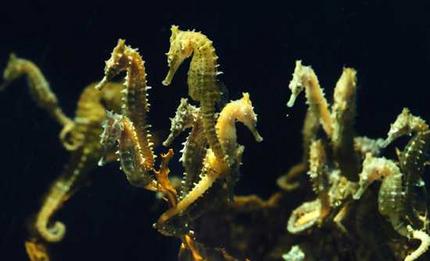 tiny yellow seahorse