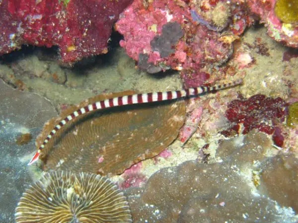 Banded Pipe Fish