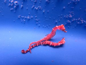 Hawaiian Pygmy Seahorses