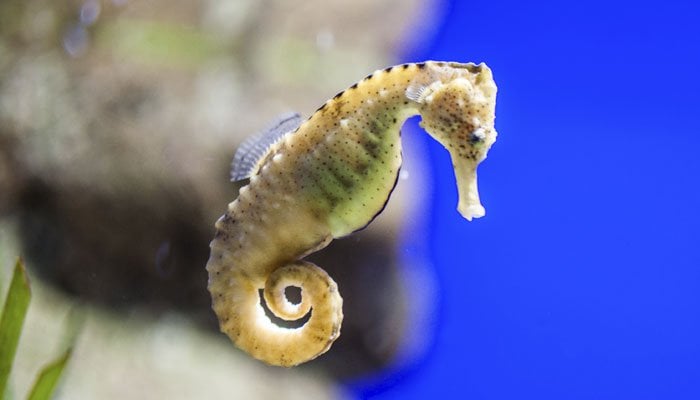 Endangered Seahorses Could be Extinct in Next Three Decades