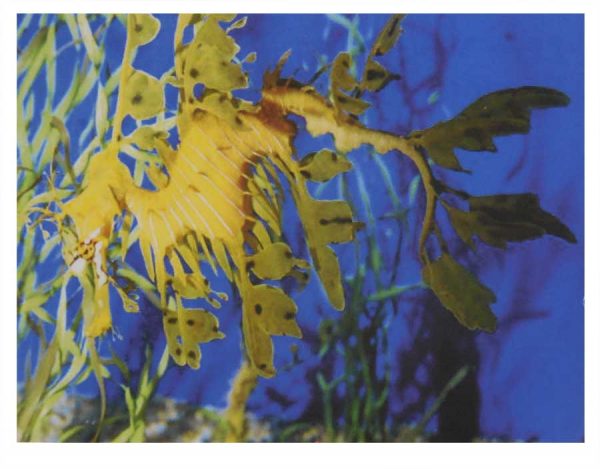 4.25 x 5.5 Leafy Sea Dragon Postcard