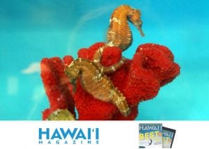 Hawaii Magazine | Pet A Seahorse
