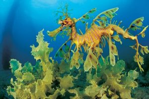 go fund me | leafy seahorses