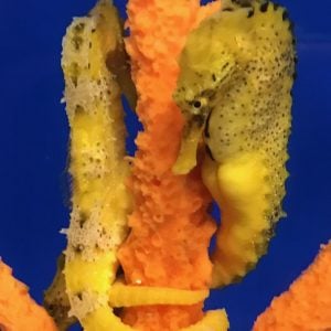 Hippocampus Reidi Pair- Yellow Brazileros