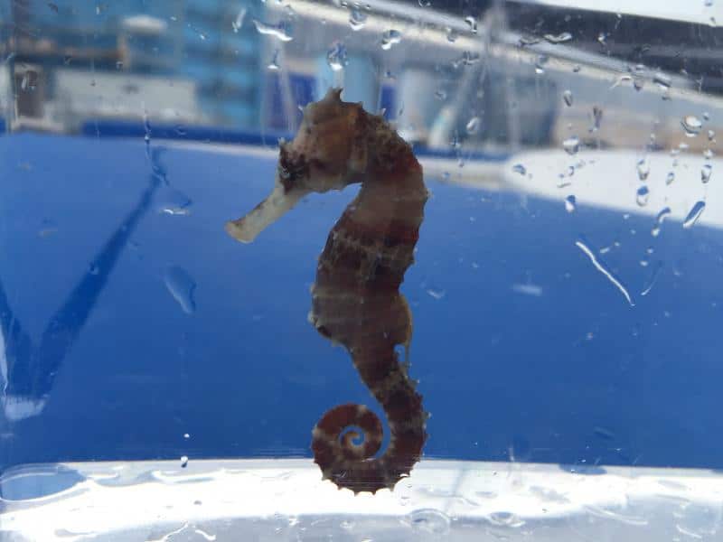 Newest Arrivals: Ribbon Sea Dragons and Seahorses From The Philippines