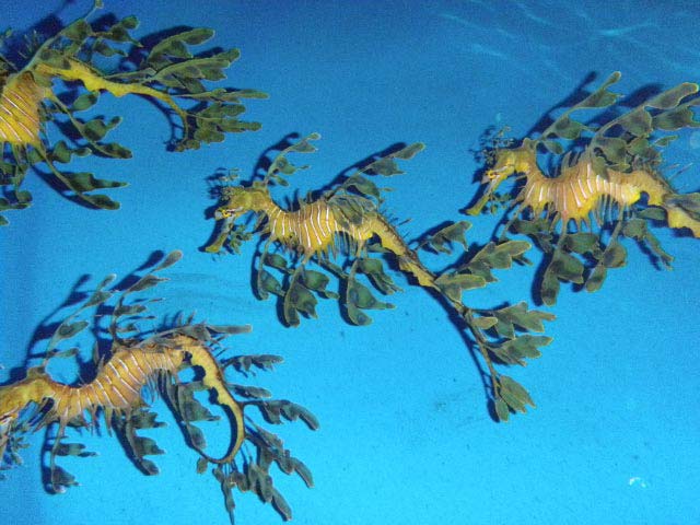 Leafy Seahorse Birth | Endangered Species Breeding Success