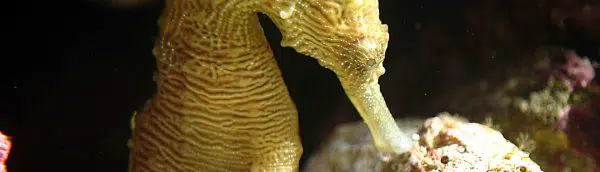 Yellow Seahorse Coral