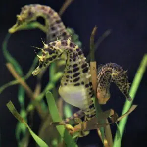 Hippocampus abdominalis | Pot Belly Seahorse