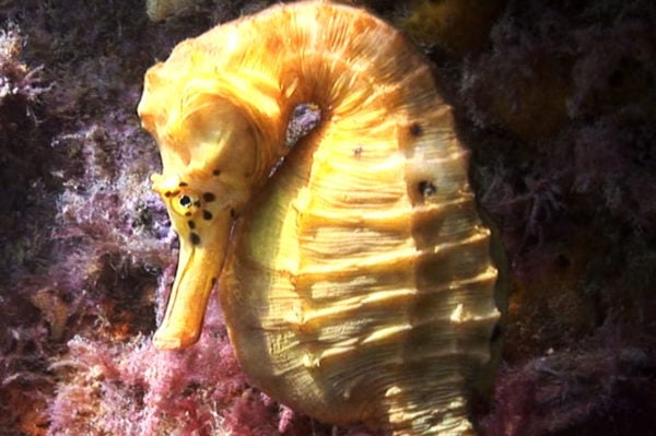 http://fishesofaustralia.net.au/Images/Image/Hippocampus-abdominalis_MNhero.jpg