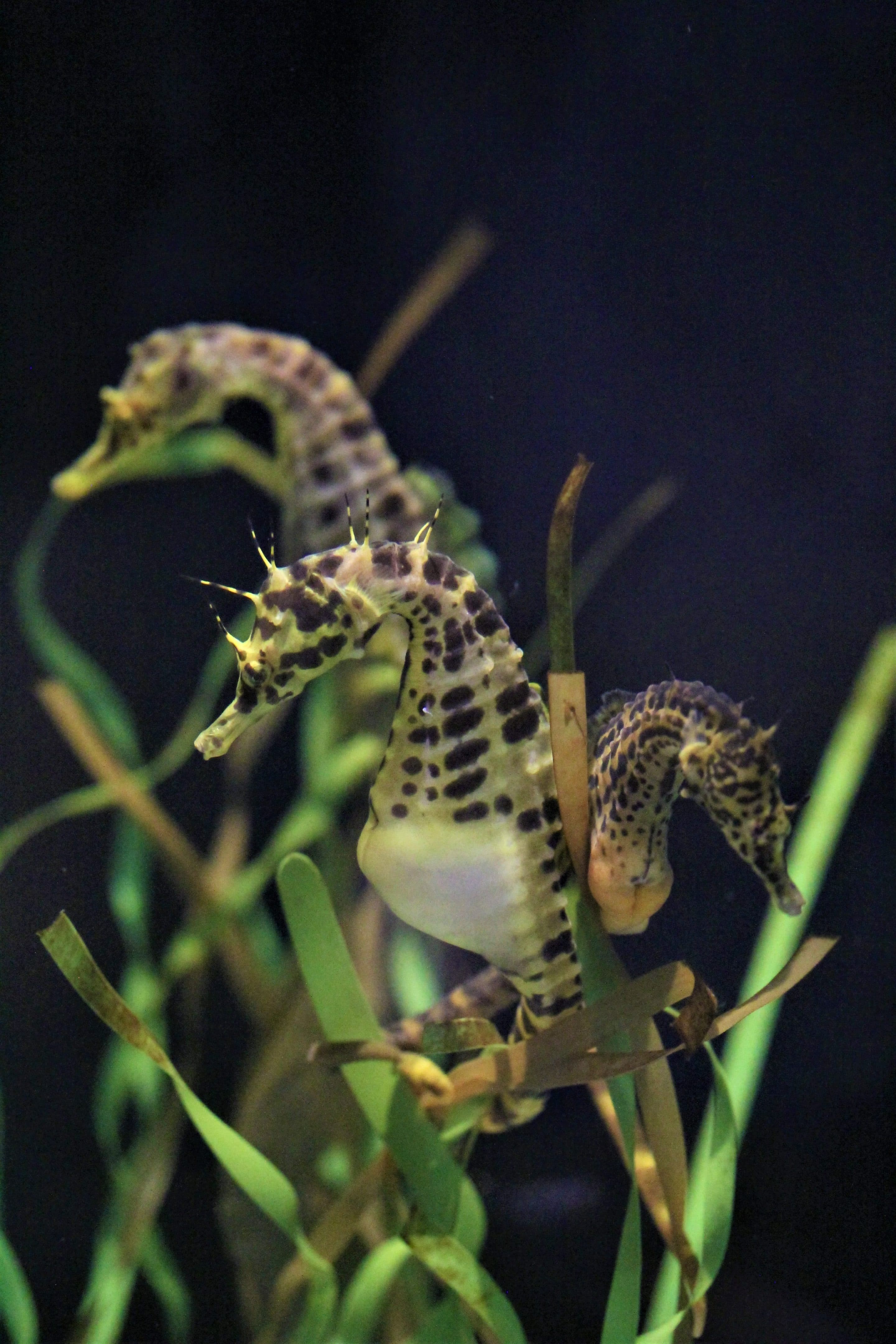 freshwater seahorses for sale near me
