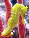 sunburst seahorse