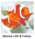 Marine Life & Fishes
