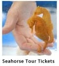 Seahorse Tour Tickets