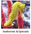 Seahorses, Special Packages, Promotions & Sale Items